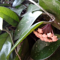 Hoya carnosa