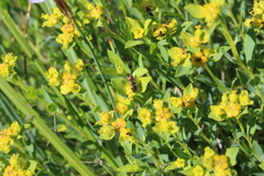 Cardiophorus biguttatus