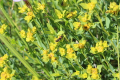 Cardiophorus biguttatus