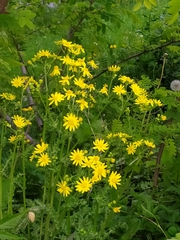 Senecio vernalis