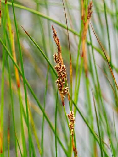 Machaerina rubiginosa observed 2026-10-15