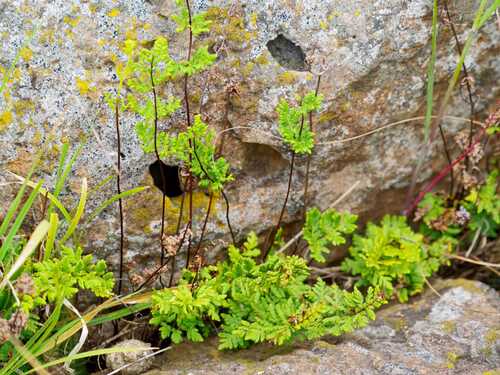 Cheilanthes sieberi observed 2026-10-15