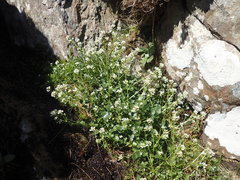 Cochlearia pyrenaica