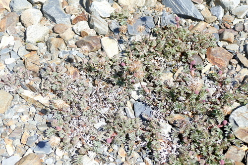 Image of Acaena tenera by no rights reserved