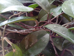 Hoya carnosa