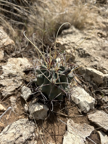 Chihuahuan fishhook cactus