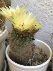 Parodia scopa