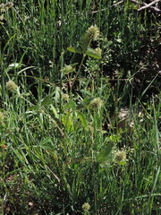 Trifolium squarrosum