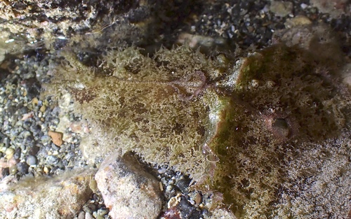 Dolabella auricularia observed 2026-10-25