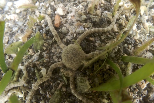 Ophiolepis cincta observed 2026-10-25