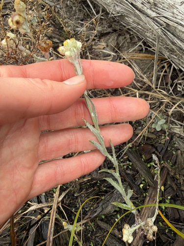Cottonbatting Plant