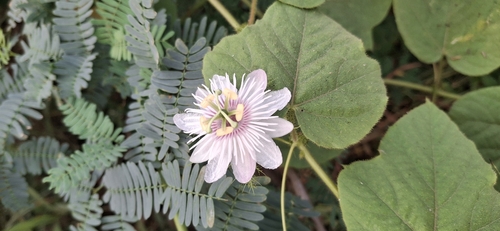 Passiflora vesicaria, 2026-10-25