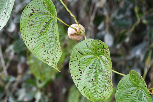 Dioscorea bulbifera observed 2026-10-24