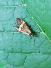 Nemophora degeerella