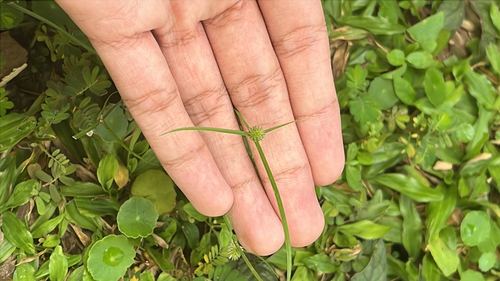 Cyperus brevifolius observed 2026-10-24
