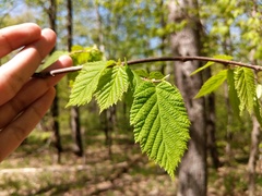 Corylus cornuta cornuta