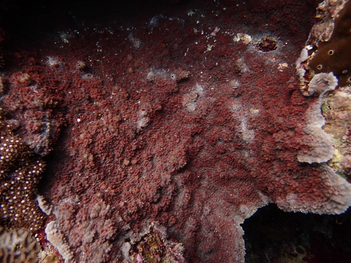 Echinophyllia observed 2026-10-22