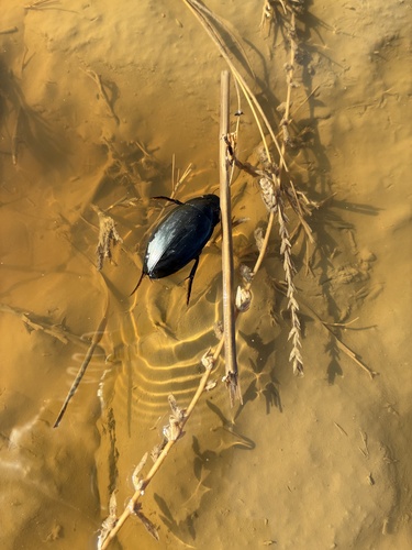 Giant Water Scavenger Beetle