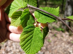 Corylus cornuta cornuta