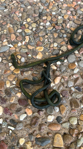 Codium fragile observed 2026-10-25