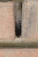 Segestria florentina