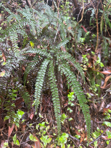 Adiantum hispidulum observed 2026-10-25
