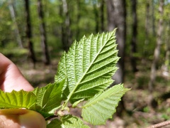 Corylus cornuta cornuta