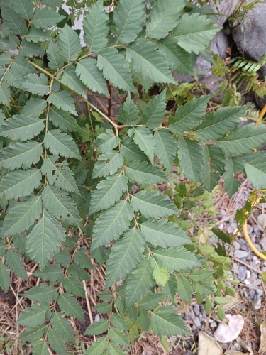 Koelreuteria elegans observed 2026-10-25