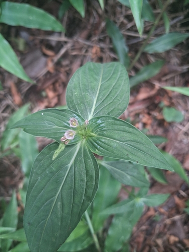 Spigelia anthelmia observed 2026-10-22