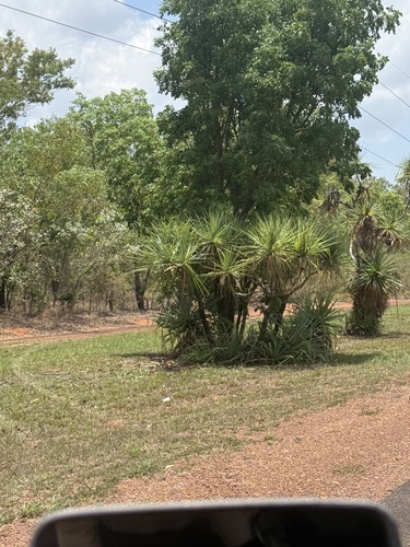 Pandanus observed 2026-10-25