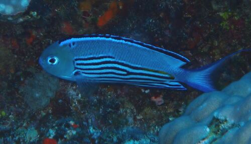 Genicanthus observed 2026-10-19