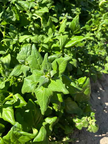 Tetragonia tetragonoides observed 2026-10-24