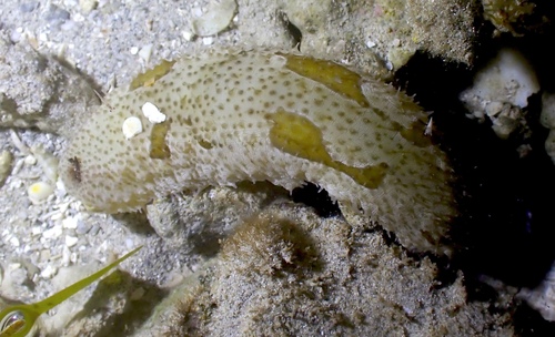 Bohadschia marmorata observed 2026-10-25