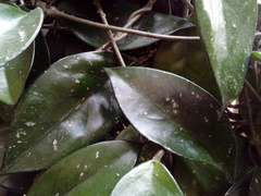 Hoya carnosa