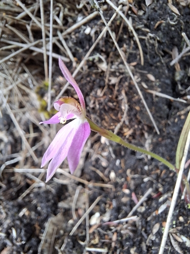 Caladenia carnea observed 2026-10-25