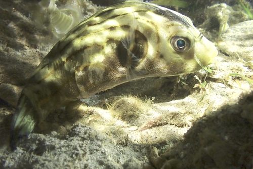 Arothron manilensis observed 2026-10-25