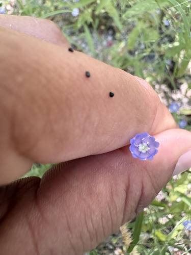 Evolvulus alsinoides observed 2026-10-24