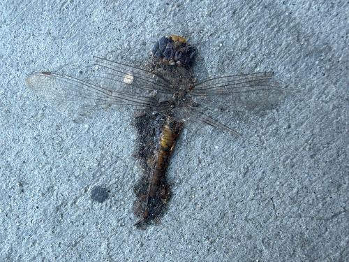 Hymenaea, 2026-10-24