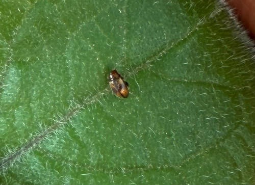 Tobacco Flea Beetle