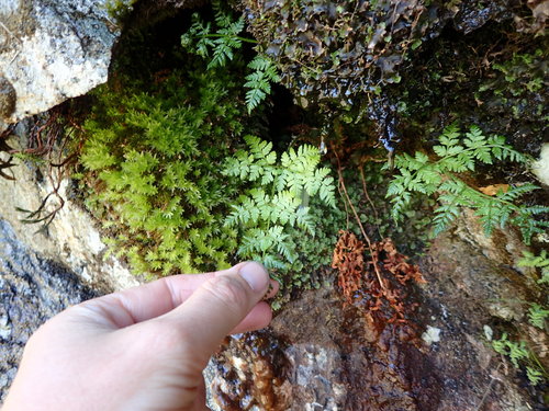 Dryopteris expansa iNat (1)