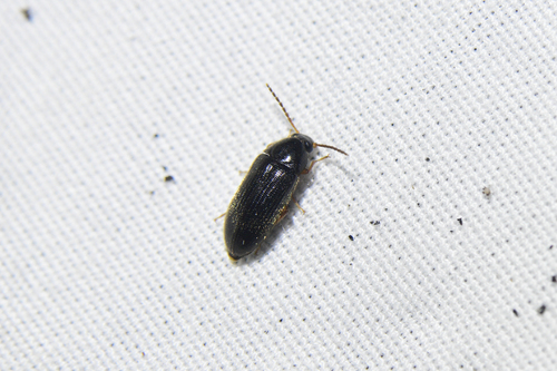 Hymenorus