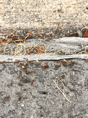 Pheidole megacephala observed 2026-10-24