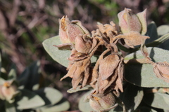 Pachyxyphus lineellus