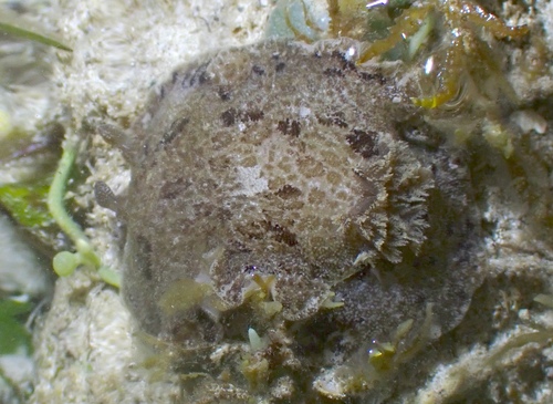 Discodoris fragilis observed 2026-10-25