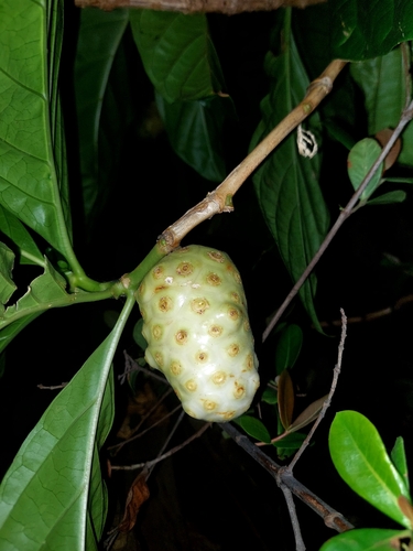 Morinda citrifolia observed 2026-10-24