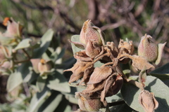 Pachyxyphus lineellus