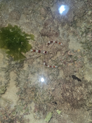 Stenopus hispidus observed 2026-10-24