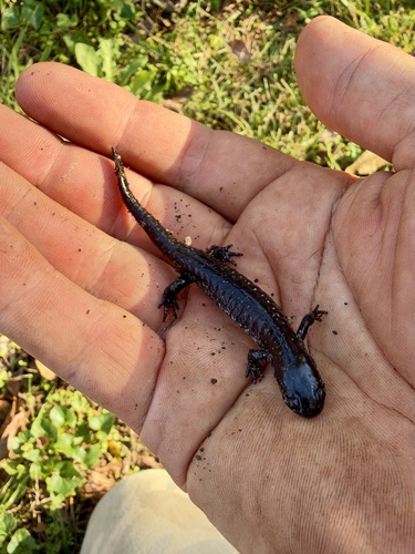 Ambystoma texanum, 2026-10-24