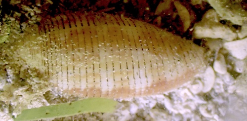 Pterygia crenulata observed 2026-10-25