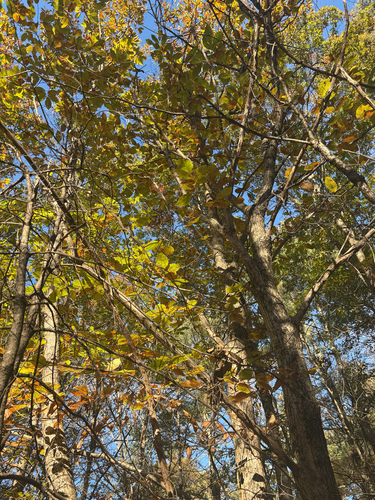 Castanea mollissima observed 2026-10-24